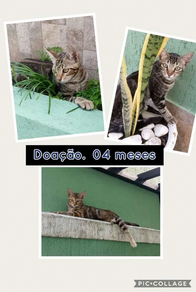 Gato raça Mestiça idade 2 a 6 meses nome Sem nome