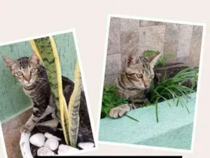 Gato raça Mestiça idade 2 a 6 meses nome Sem nome