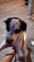 Fêmea porte pequeno