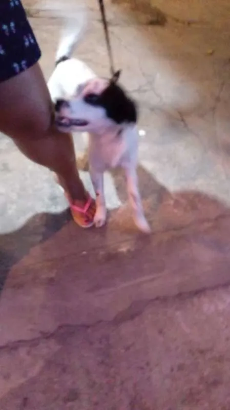 Cachorro ra a srd idade 1 ano nome Fêmea porte pequeno