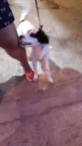 Fêmea porte pequeno