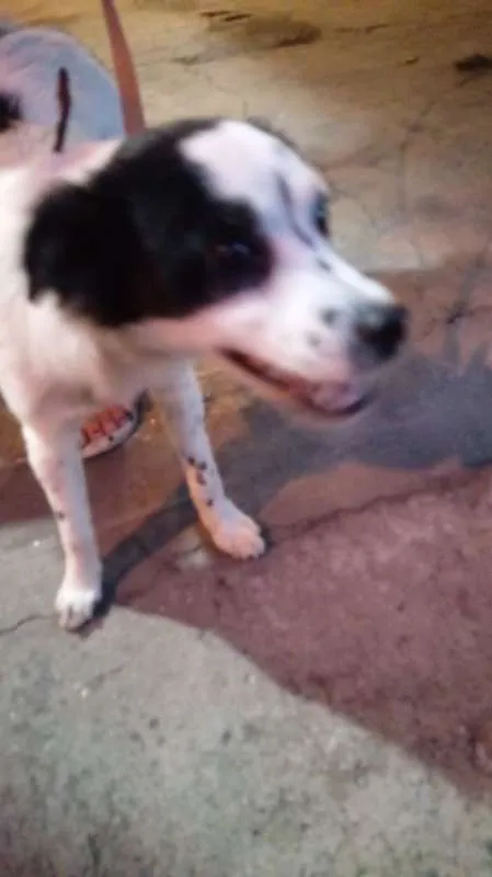 Cachorro ra a srd idade 1 ano nome Fêmea porte pequeno