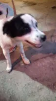 Fêmea porte pequeno