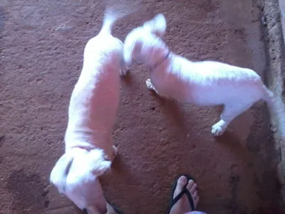 Cachorro raça Poodlo  idade 2 anos nome Nick