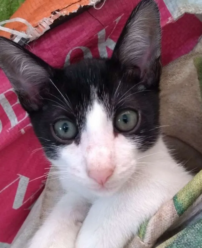 Gato ra a Siamês idade 2 a 6 meses nome Sem nome