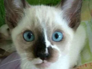 Gato raça Siamês idade 2 a 6 meses nome Sem nome