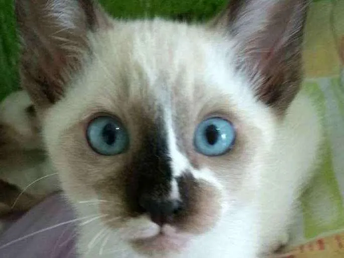 Gato ra a Siamês idade 2 a 6 meses nome Sem nome