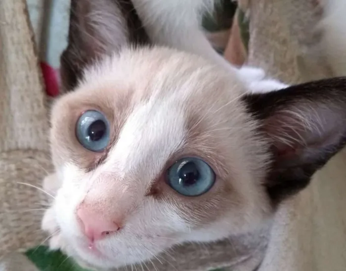 Gato ra a Siamês idade 2 a 6 meses nome Sem nome