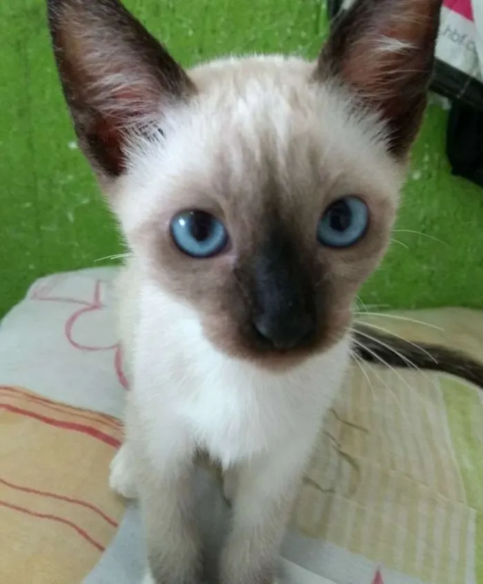 Gato ra a Siamês idade 2 a 6 meses nome Sem nome