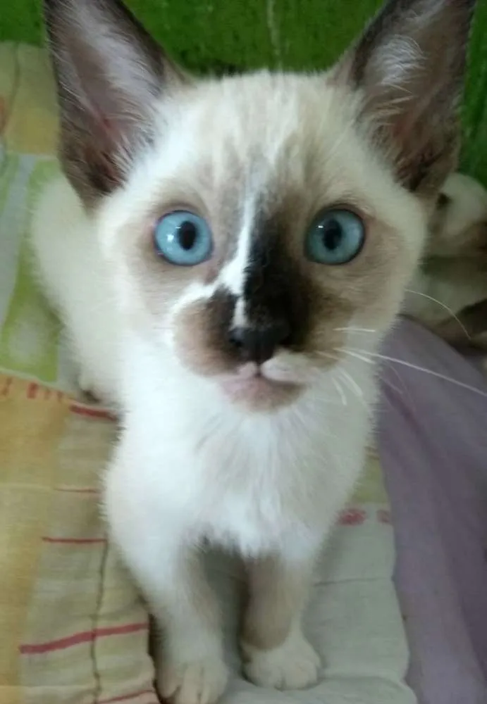 Gato ra a Siamês idade 2 a 6 meses nome Sem nome