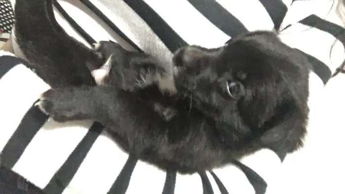 Cachorro ra a Provável vira-lata idade  nome Fofinho 