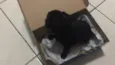 Fofinho 