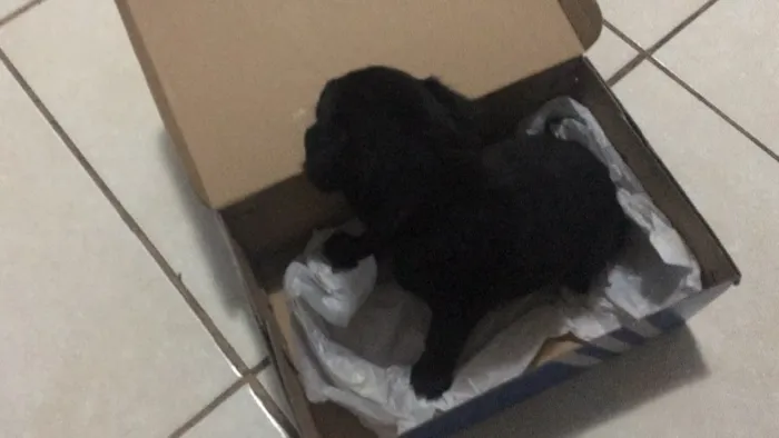 Cachorro ra a Provável vira-lata idade  nome Fofinho 