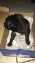 Fofinho 