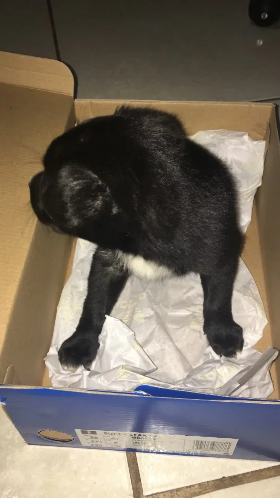 Cachorro ra a Provável vira-lata idade  nome Fofinho 