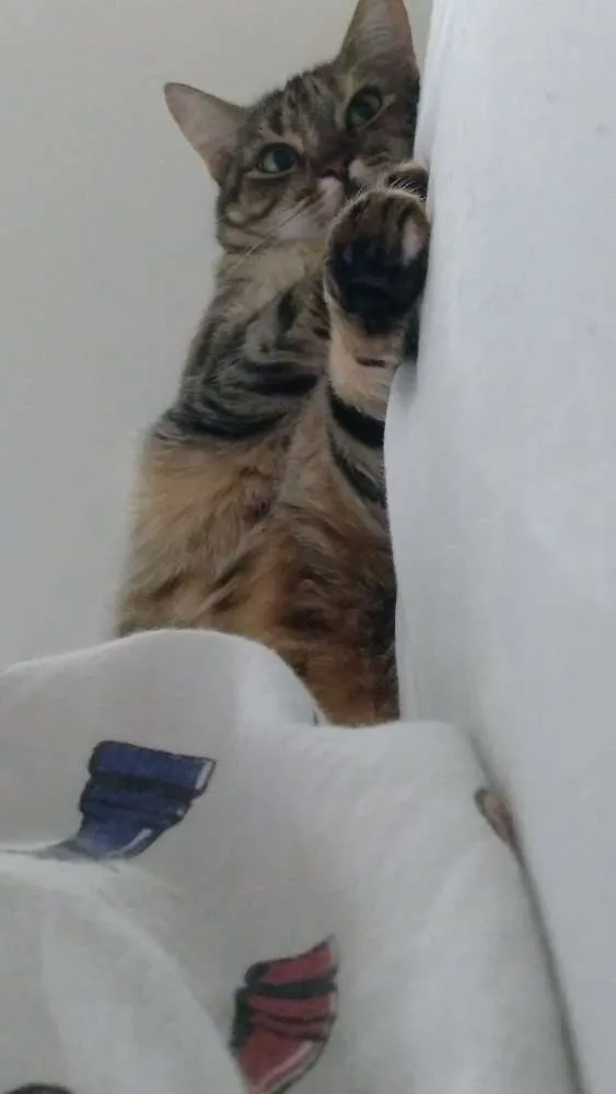 Gato ra a SRD idade 4 anos nome Amy