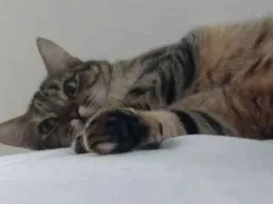Gato raça SRD idade 4 anos nome Amy