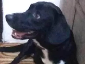 Cachorro raça vira lata idade 2 anos nome snoppy