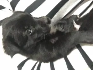 Cachorro raça Provável vira-lata idade  nome Fofinho 