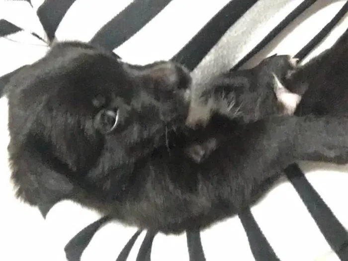 Cachorro ra a Provável vira-lata idade  nome Fofinho 
