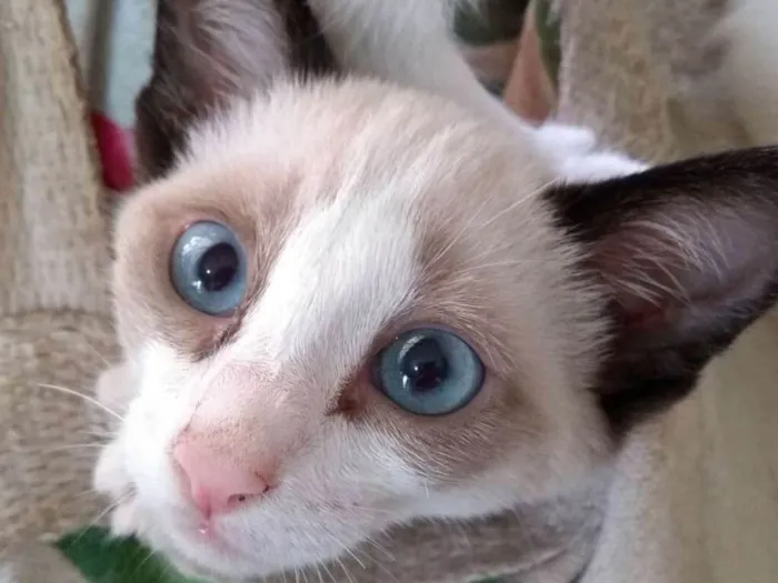 Gato ra a Siamês idade 2 a 6 meses nome Sem nome