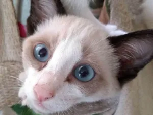 Gato raça Siamês idade 2 a 6 meses nome Sem nome