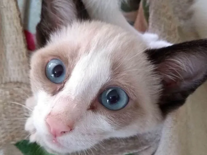 Gato ra a Siamês idade 2 a 6 meses nome Sem nome