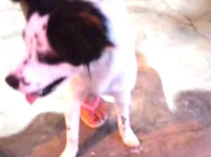 Cachorro raça srd idade 1 ano nome Fêmea porte pequeno