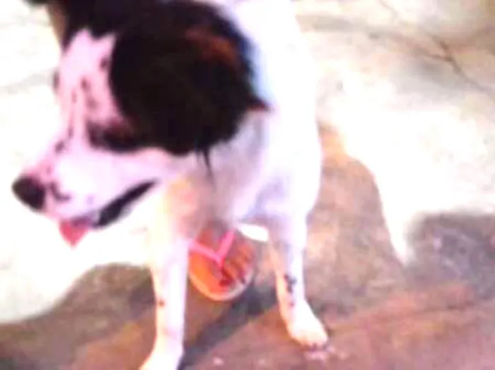 Cachorro ra a srd idade 1 ano nome Fêmea porte pequeno