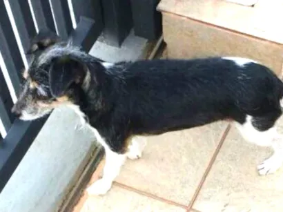 Cachorro raça Fox paulistinha  idade 6 ou mais anos nome Estrela