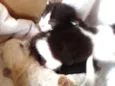 gato