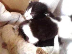 Gato raça sdr idade Abaixo de 2 meses nome gato