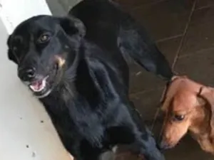 Cachorro raça Srd idade 2 anos nome Preta