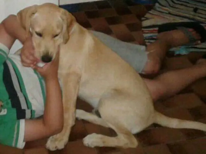 Cachorro ra a misturado idade 2 anos nome Tandy e Laila