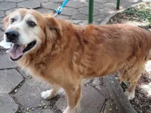 Cachorro raça Golden idade 6 ou mais anos nome Leo