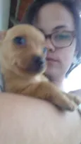 Cachorro