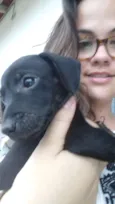 Cachorro