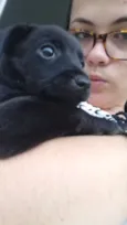 Cachorro