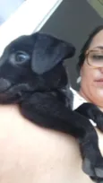 Cachorro
