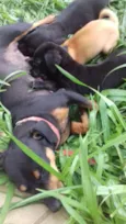 Cachorro
