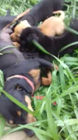Cachorro