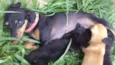 Cachorro