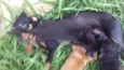 Cachorro