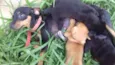 Cachorro