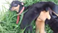 Cachorro