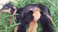 Cachorro