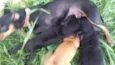 Cachorro