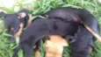 Cachorro
