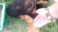 Cachorro
