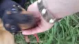 Cachorro